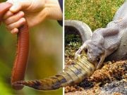 Nebezpečné austrálske zvieratá. Treba vedieť