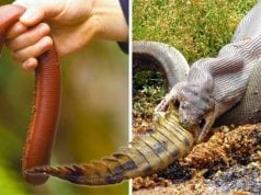Nebezpečné austrálske zvieratá. Treba vedieť
